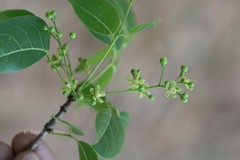 Swietenia macrophylla